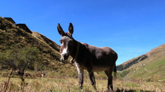 Nünenenfluh Routeninfos und Topos zum Klettergebiet «Nünenenfluh» findest du im Kletterführer «Schweiz extrem West Band 2» von edition filidor.