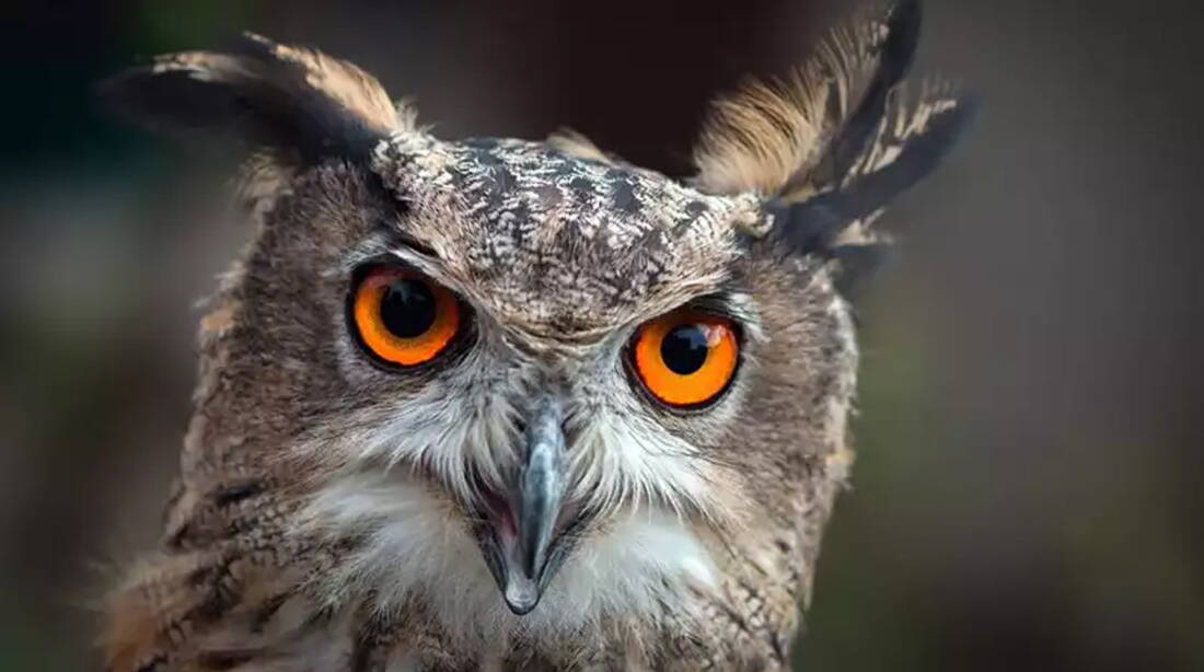 Klus Balsthal – edition filidor Klus Balsthal – edition filidor