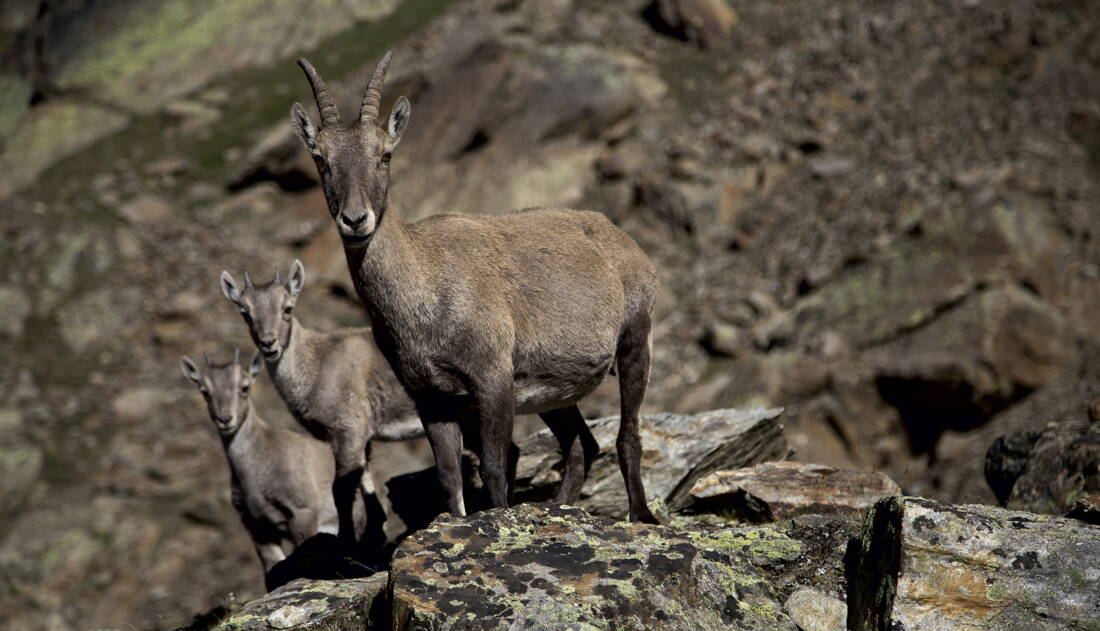 Weissmies – edition filidor Weissmies – edition filidor